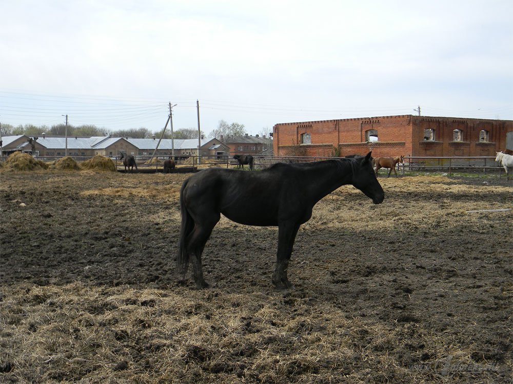 Старожиловский конный завод 31