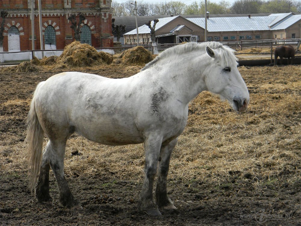 Старожиловский конный завод 32