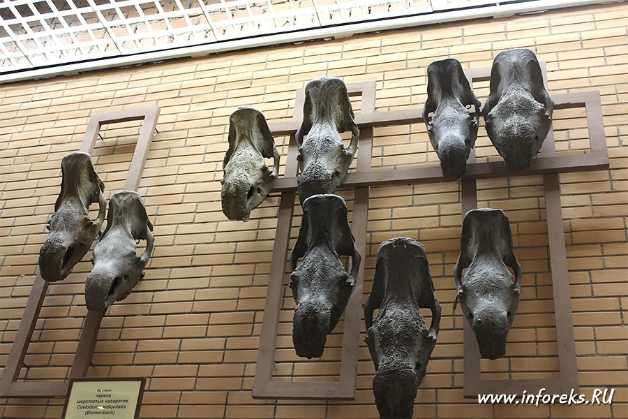 Палеонтологический музей в Москве 23