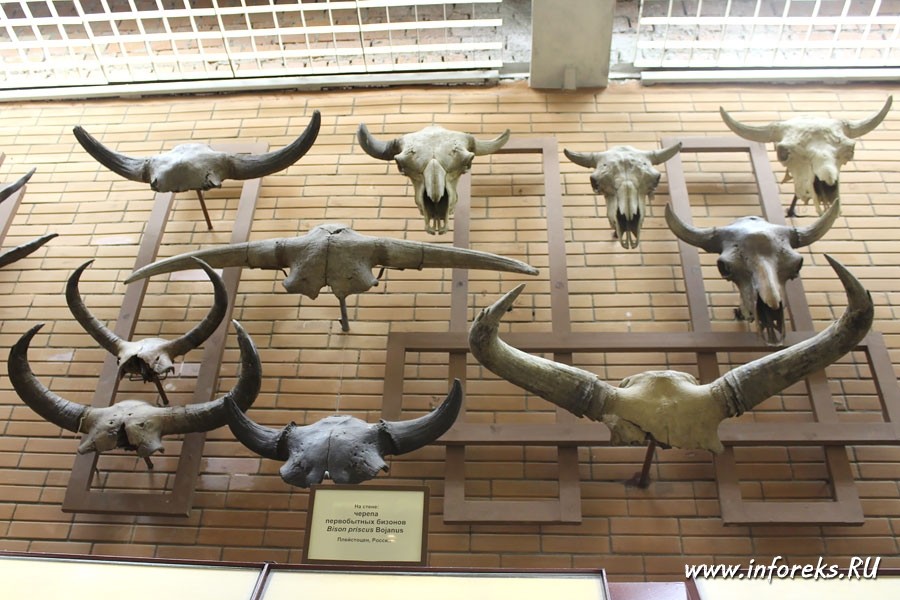 Палеонтологический музей в Москве 22