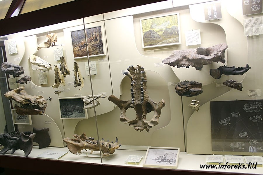 Палеонтологический музей в Москве 21