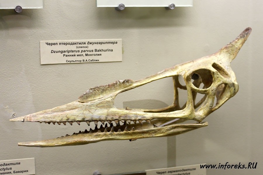 Палеонтологический музей в Москве 19