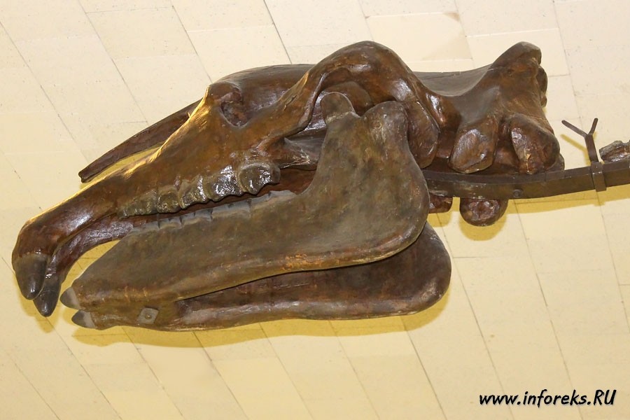 Палеонтологический музей в Москве 14