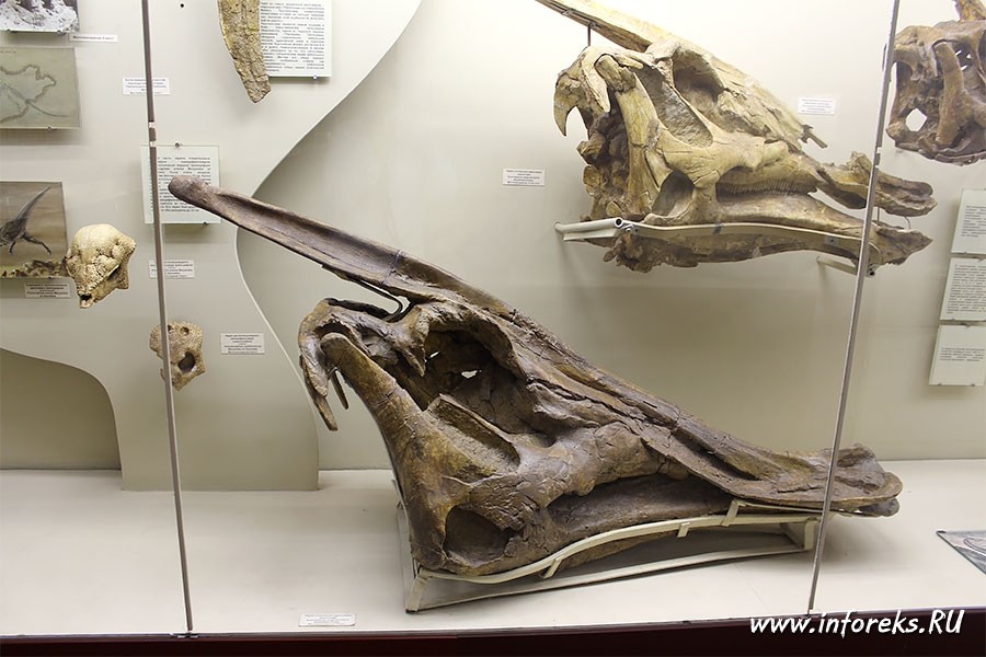 Палеонтологический музей в Москве 11