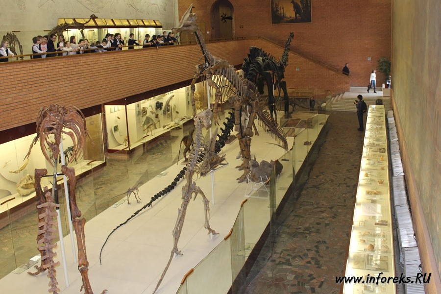 Палеонтологический музей в Москве 5