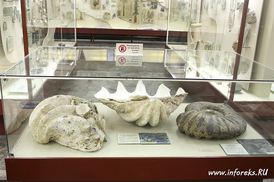 Палеонтологический музей в Москве 31