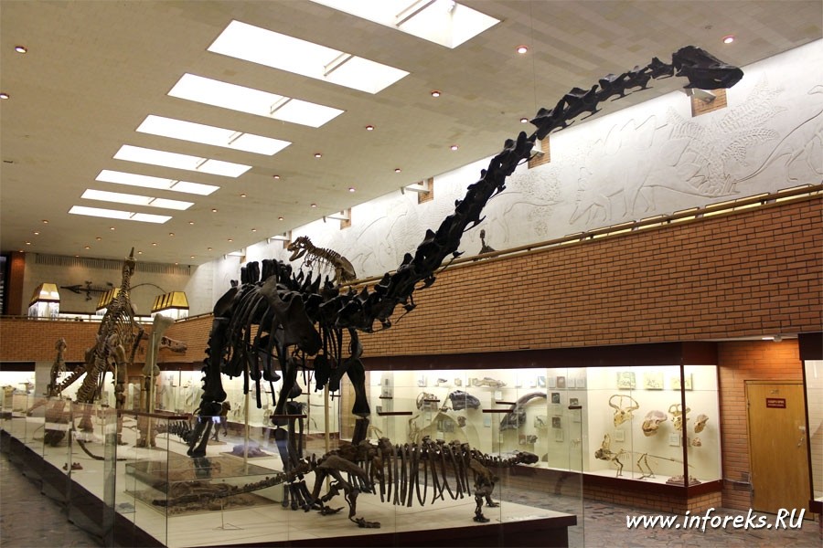 Палеонтологический музей в Москве 9