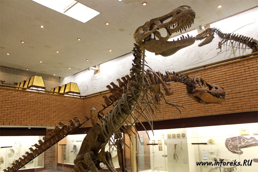 Палеонтологический музей в Москве 10