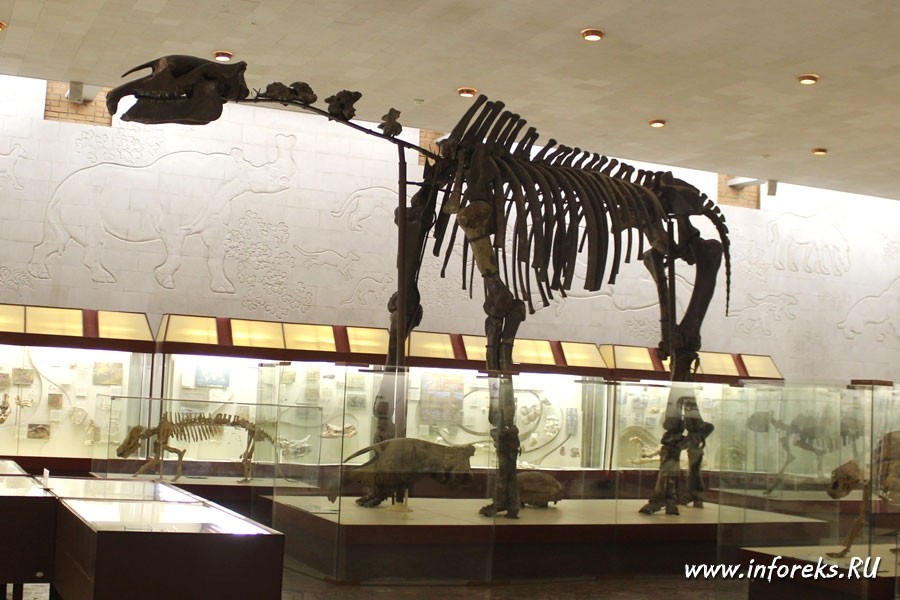 Палеонтологический музей в Москве 1