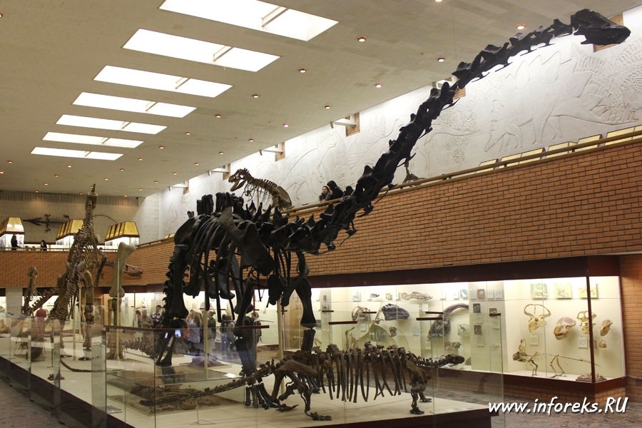 Палеонтологический музей в Москве 52