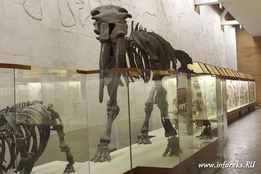 Палеонтологический музей в Москве 27