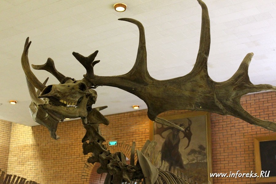 Палеонтологический музей в Москве 28