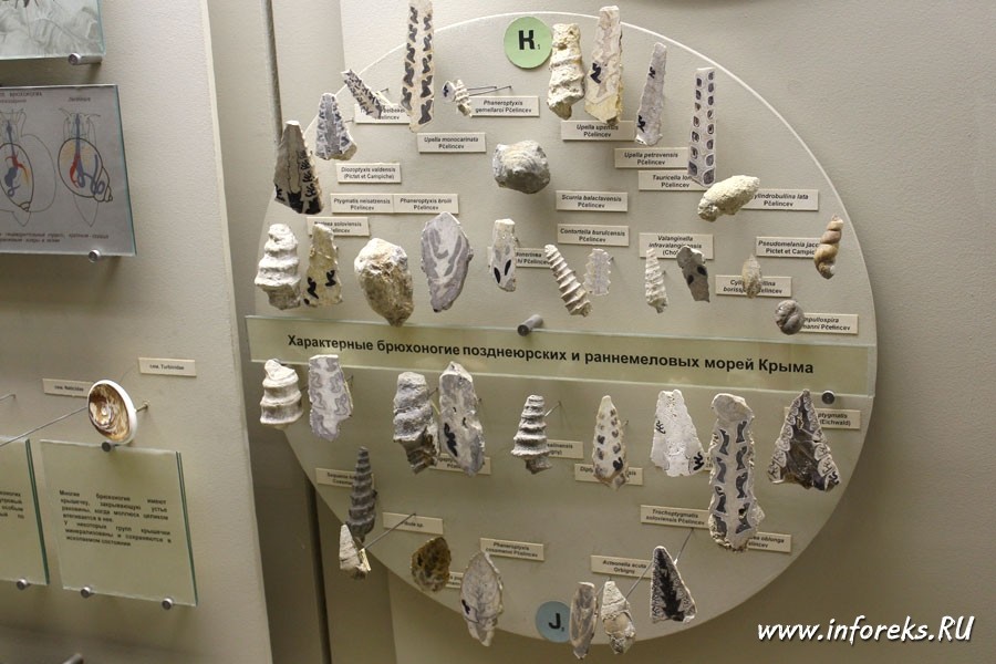 Палеонтологический музей в Москве 50