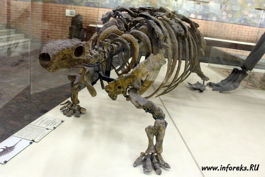 Палеонтологический музей в Москве 46