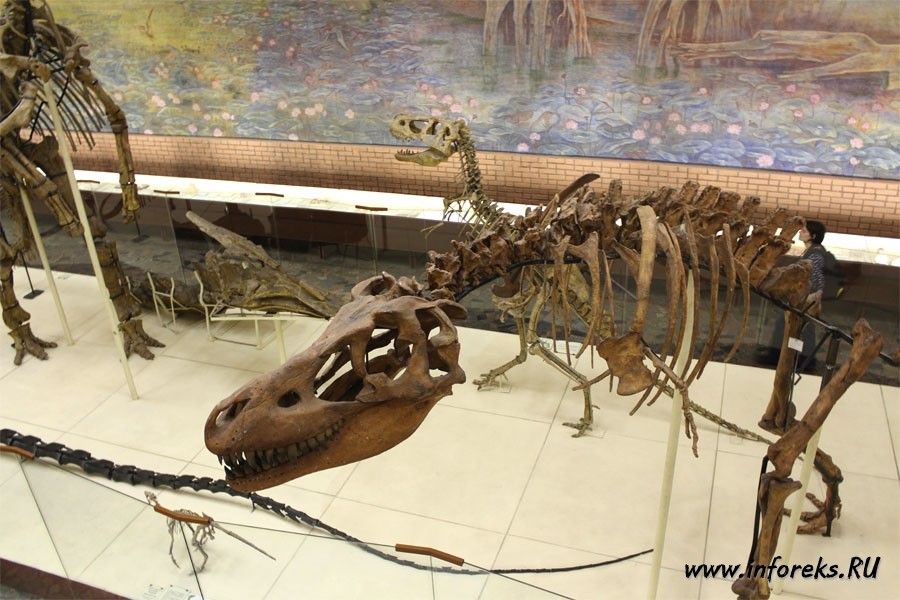 Палеонтологический музей в Москве 42