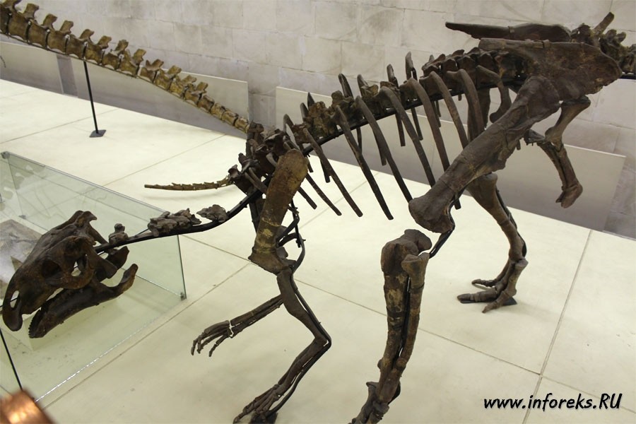 Палеонтологический музей в Москве 16