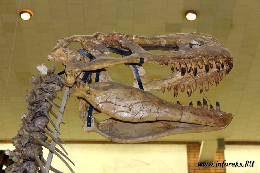 Палеонтологический музей в Москве 17