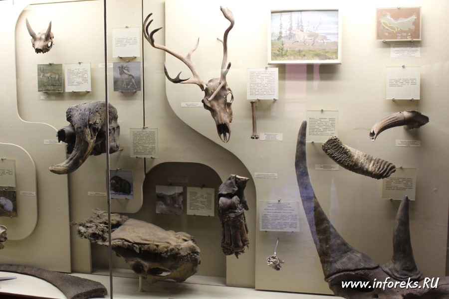 Палеонтологический музей в Москве 36