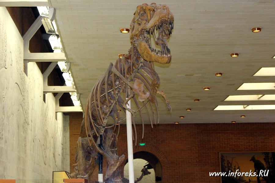 Палеонтологический музей в Москве 20