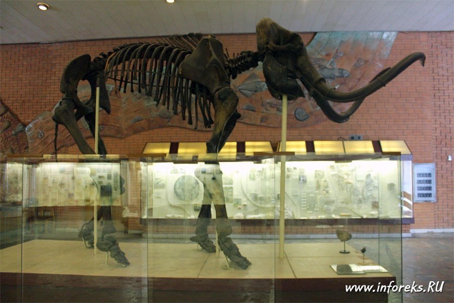 Палеонтологический музей в Москве 11