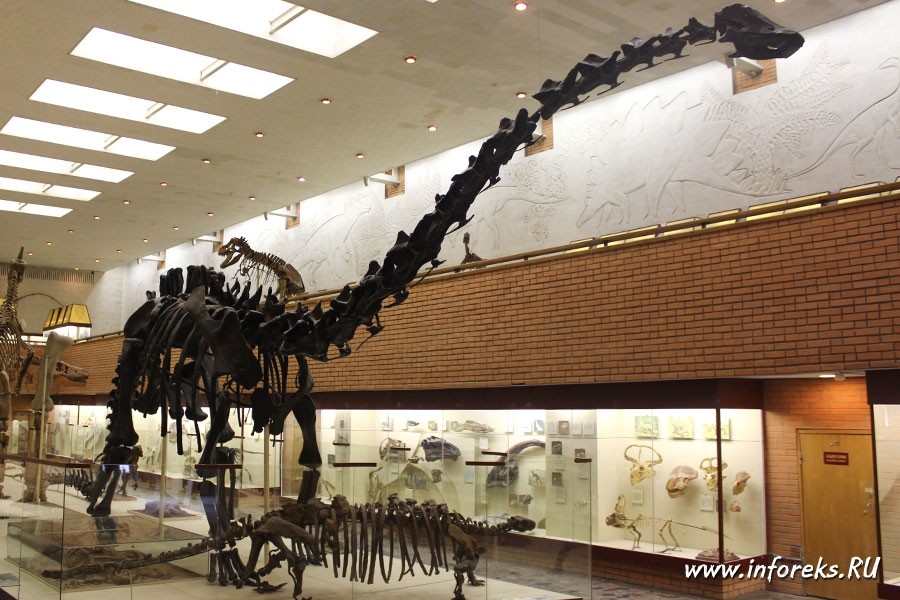 Палеонтологический музей в Москве 14