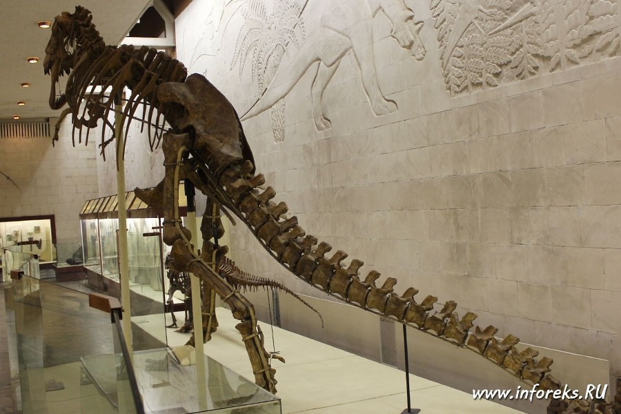 Палеонтологический музей в Москве 8