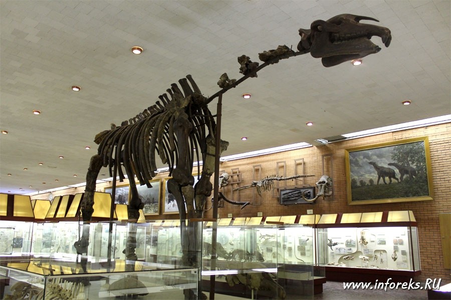 Палеонтологический музей в Москве 20