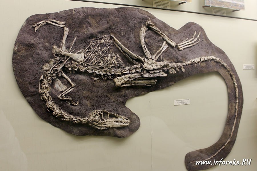 Палеонтологический музей в Москве 4