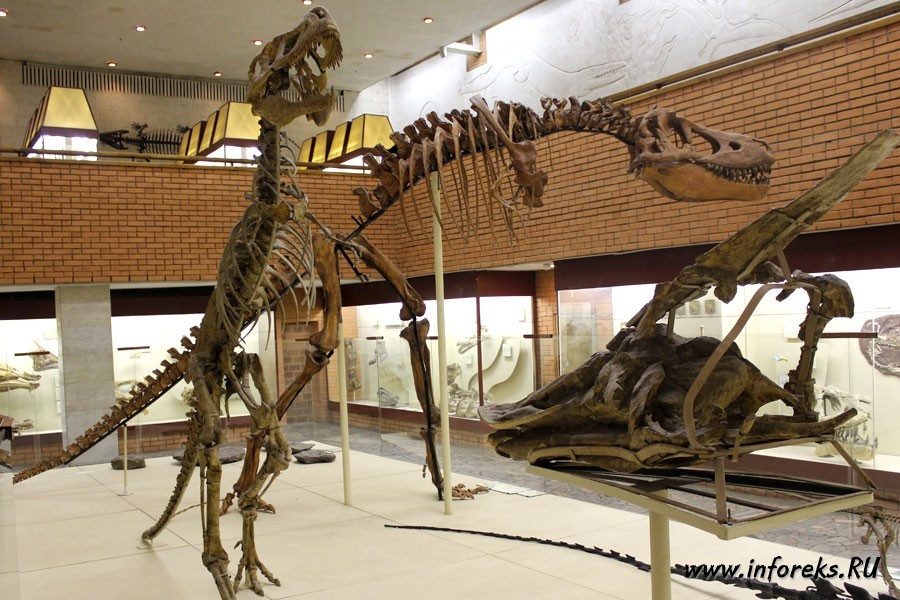 Палеонтологический музей в Москве 6