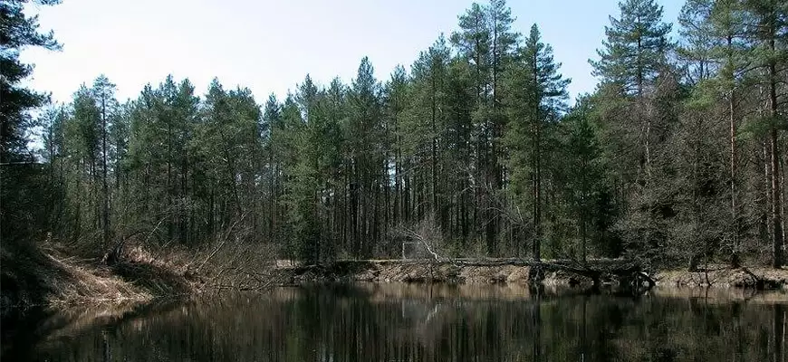 Красоты Мещерского края. Река Гусь