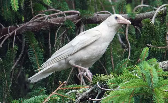 белый ворон