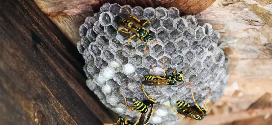 Операция “осиное гнездо” — моя борьба